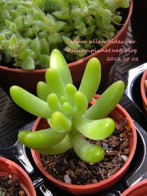 Sedum allantoides var. / Sedum corynephyllum / 八千代 / やちよ