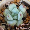 Sedum sp. &apos;Rotty&apos; / Sedum mirotteii / Sedum clavatum / ロッティ / ロッティー / ミロッティー / 美樂蒂