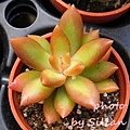 Sedum &apos;Sunrise Mom&apos; / イエロームーン / 新立田 / しんたつた / サンライズマム