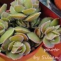 Crassula lanuginosa / Crassula &apos;David&apos; / デイビッド / 花椿 / ラヌギノーサ