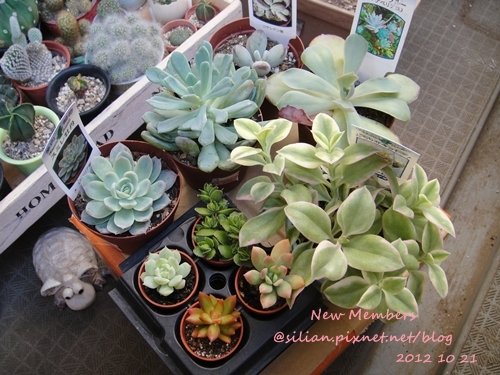 Succulent, New Members