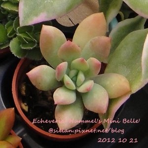 Echeveria &apos;Hummel&apos;s Mini Belle&apos; / Echeveria &apos;Mini Belle&apos; / ミニベル / 樹狀石蓮 / 紅稚兒變種