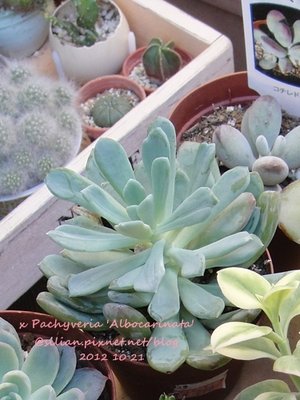 x Pachyveria &apos;Scheideckeri&apos; / x Pachyveria &apos;Albocarinata&apos; / 花立田 / 立田錦