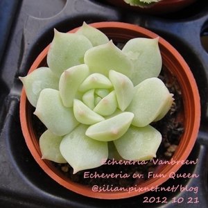 Echeveria &apos;Vanbreen&apos; / Echeveria cv. Fun Queen / ファンクイーン