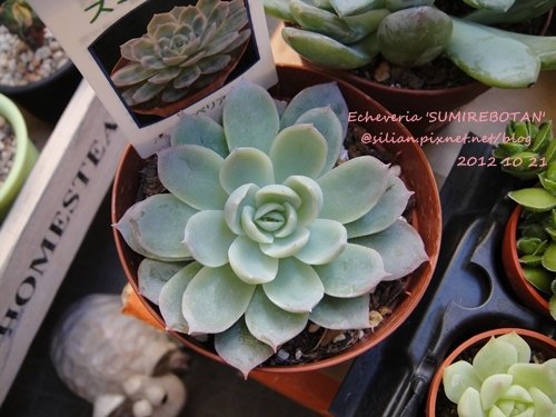 Echeveria &apos;SUMIREBOTAN&apos; / すみれ牡丹 / すみれぼたん / ヴァイオレット クィーン