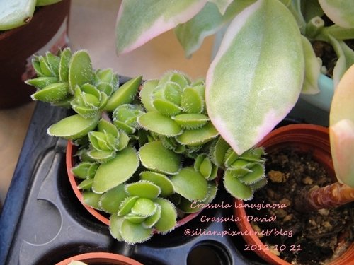 Crassula lanuginosa / Crassula &apos;David&apos; / デイビッド / 花椿 / ラヌギノーサ