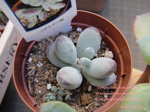 Cotyledon orbiculata ver. / Cotyledon orbiculata &apos;Darumafukumusume&apos; / 福娘と嫁入り娘の交配種