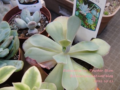 Echeveria cv. Powder Blue / パウダーブルー