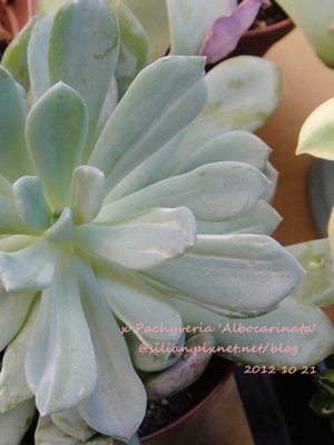 x Pachyveria &apos;Scheideckeri&apos; / x Pachyveria &apos;Albocarinata&apos; / Echeveria pulchella f. variegata ? / 花立田 / 立田錦