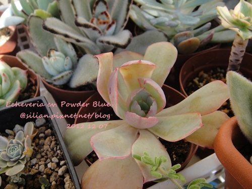 Echeveria cv. Powder Blue / パウダーブルー