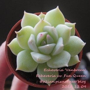 Echeveria &apos;Vanbreen&apos; / Echeveria cv. Fun Queen / ファンクイーン