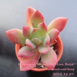 Echeveria &apos;Hummel&apos;s Mini Belle&apos; / Echeveria &apos;Mini Belle&apos; / ミニベル / 樹狀石蓮 / 紅稚兒變種