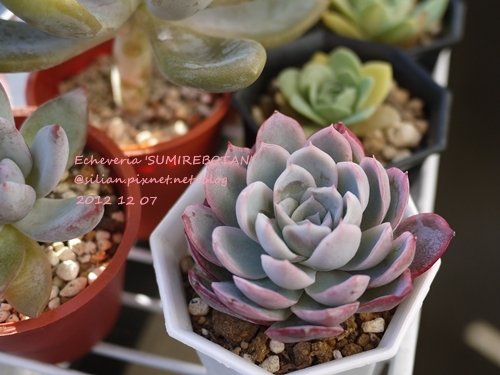 Echeveria &apos;SUMIREBOTAN&apos; / すみれ牡丹 / すみれぼたん / ヴァイオレット クィーン