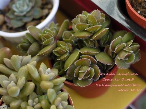 Crassula lanuginosa / Crassula &apos;David&apos; / デイビッド / 花椿 / ラヌギノーサ