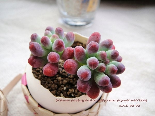 Sedum pachyphyllum / 乙女心