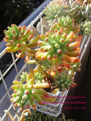 Sedum pachyphyllum / 乙女心