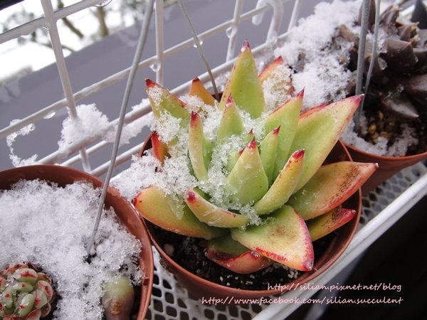 Succulent Ice 