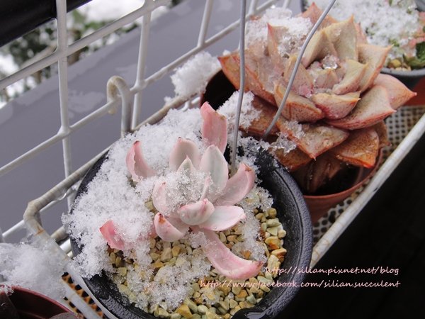 Succulent Ice 