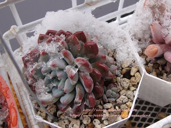 Succulent Ice 