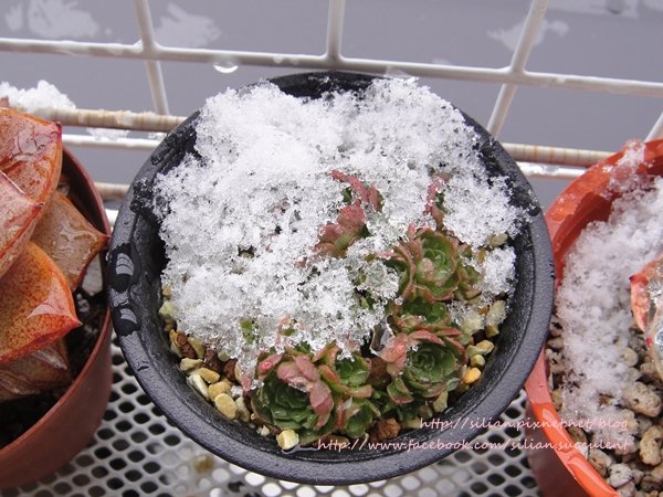 Succulent Ice 