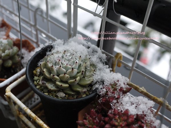 Succulent Ice 