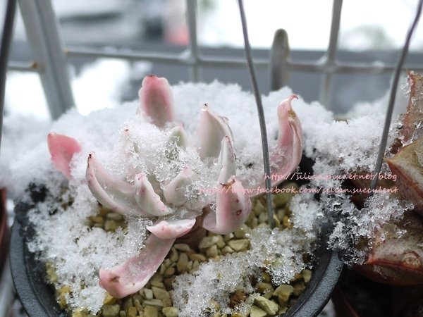 Succulent Ice 