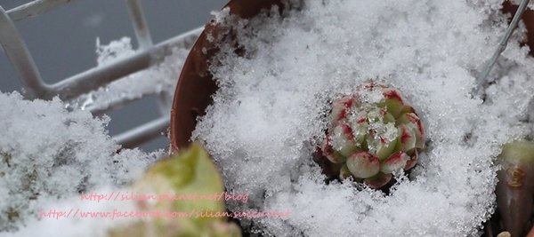 Succulent Ice 