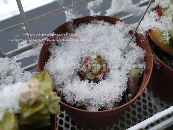 Succulent Ice 