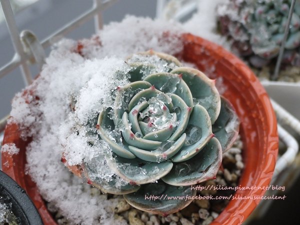 Succulent Ice 