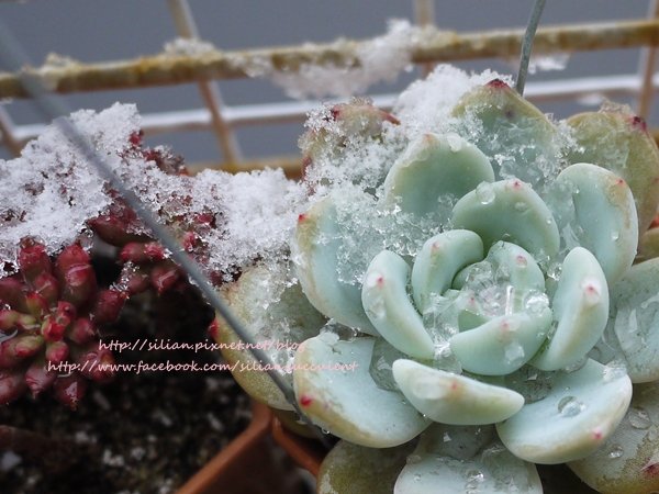 Succulent Ice 