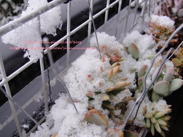 Succulent Ice