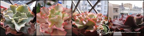 201204 花草遊戲第61期希莉安多肉專欄