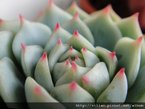 靜夜 / Echeveria derenbergii 