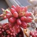 Sedum rubrotinctum cv. &apos;Aurora&apos; 虹之玉錦 / オーロラ