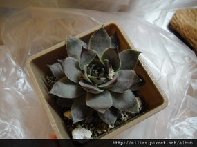 2011/4/30 大創購回 紫雲盃 Sempervivum &apos;SIUNHAI&apos;