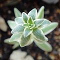 Sedum lineare f.variegata 覆輪萬年草 / 斑入りオノ万年草 / 姫笹錦