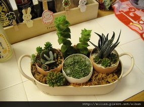 多肉組合盆栽