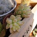 Sedum morganianum  玉串 / 玉つつり