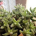 Crassula mesembryanthoides 銀箭