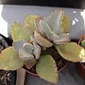Kalanchoe beharensis &apos;Fang&apos; / ファング