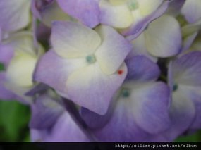 繡球花