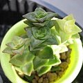 Crassula perforata var. / 十字星