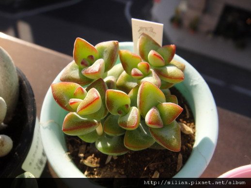 愛星 / Crassula rupestris f.