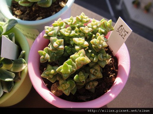 姬星 / 小米星 / トムサム / Crassula &apos;Tom Thumb&apos; (Cr. rupestris X Cr. rupestris ssp. marnieriana ?)