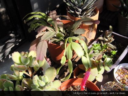 Schlumbergera truncatus K. Sch. \ 螃蟹蘭