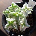 Crassula &apos;STAR DUST&apos; 星屑 / スターダスト
