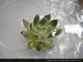 2011/4/30 大創購回 サンキスト Sempervivum &apos;SUNKIST&apos;