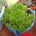 Sedum japonicum f. 針葉萬年草 / モリムラマンネングサ