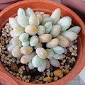 Pachyphytum oviferum &apos;MOMOBIJIN&apos; 桃美人