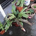 Schlumbergera truncatus K. Sch. 螃蟹蘭 / シャコバサボテン
